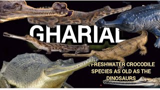 The Gharial  a fresh water species as old as dinosaur  rare gharial facts HAPPYPAWSANDWE [upl. by Airegin371]