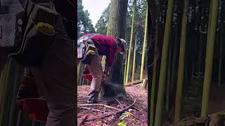 He cut down the tree in less than a minute treecutting wood [upl. by Aicrag]