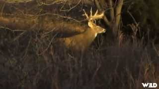 Whitetail Deer Hunting in Kansas [upl. by Lumbye192]