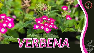 VERBENA Information and Growing Tips Verbena officinalis [upl. by Horvitz]