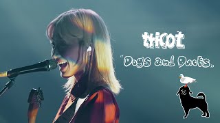 tricot「Dogs and Ducks」Live Music Video [upl. by Doelling]