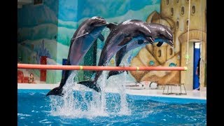 Dolphin Show  Dolphin Stunts With Man [upl. by Iphagenia]