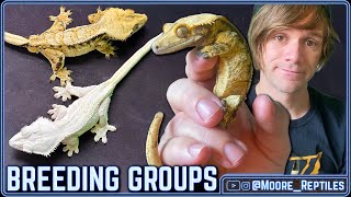 From Worried To SUCCESS My 2024 Crested Gecko Breeding Pairs [upl. by Ardnek]