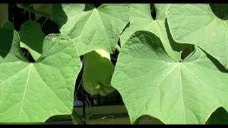 How to Grow Chayote [upl. by Nomae203]