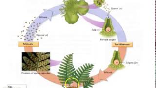 Pteridophyte Lifecycle [upl. by Eidur]