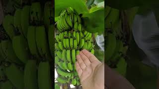 3 Coisas Que Detonam a Produção de Banana [upl. by Llerred268]