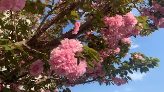 van zyverden ornamental tree  cherry kwanzan [upl. by Asina]