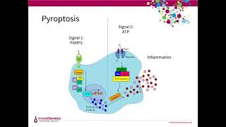 Detecting Cell Death Apoptosis Pyroptosis Autophagy and Necrosis [upl. by Tally744]