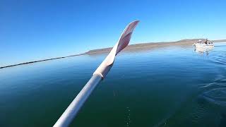 Great White Shark Lunges at Kayaker in South Australia [upl. by Kcireddor]