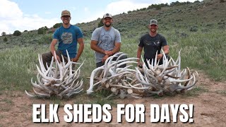 SHED HUNTING  ELK SHEDS  ANTLERS [upl. by Alvira]