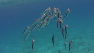 Maquereaux indiens  Sharm el Luli  Marsa Alam  Egypte 12102017 [upl. by Einnoj]