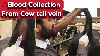 How do you collect blood from the coccygeal vein in a cow  Bood collection from tail vein of Cow [upl. by Symer225]