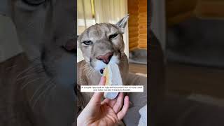 A family rescued an injured mountain lion and nurtured it by their love animals shortvideo [upl. by Ashleigh]