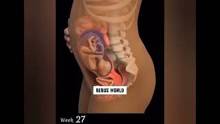 Baby Growth from 0 to 9 months Baby Moment in Womb Baby growth week by week during pregnancy [upl. by Eelessej]