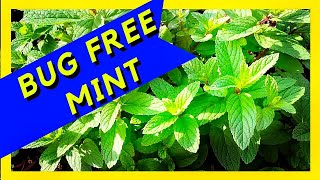 How to STOP Insects EATING Plant Leaves Tips amp Tricks [upl. by Hanna]