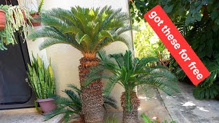 Cycas revolutaquotSago Palmquot transplant [upl. by Attej]