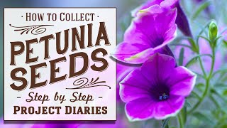 ★ How to Collect Petunia Seeds A Complete Step by Step Guide [upl. by Eelyam]