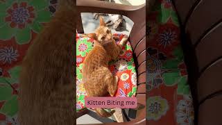 Kitten Biting me cat catlover kittenvideos [upl. by Gerta]