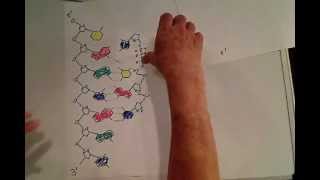 DNA III 5 to 3 triphosphates [upl. by Ilagam]