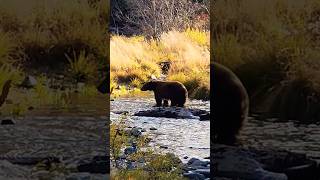 Tahoe Black Bear Hunting Salmon hiking sierranevadamountains alternativelifestyle homeschooling [upl. by Ainola714]