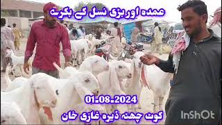 dera ghazi khan mundra mandi today  bakra mandi dera ghazi khan [upl. by Arac]