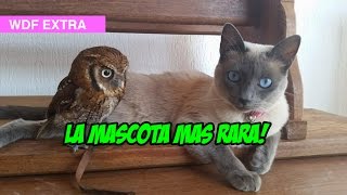 La Mascota mas Rara [upl. by Isbella]