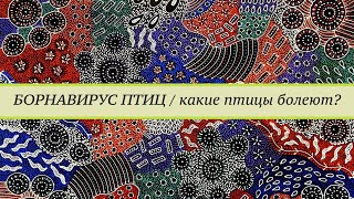 Какие птицы болеют борнавирусом Болеют ли волнистые попугаи канарейки водоплавающие [upl. by Ennaimaj]