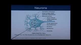 Anatomy and Physiology Chapter 12 Part 1 Nervous SystemNeural Tissue Anatomy and Physiology Help [upl. by Adnolrehs305]