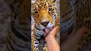 Jaguar Sandpaper Tongue WOW ASMR [upl. by Eniad]