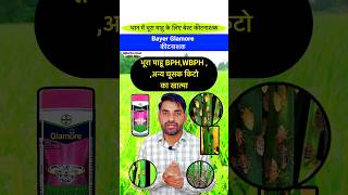 Bayer Glamore  धान के माहू की दवा  Bhura mahu ki dawa  shorts viralvideo insecticide paddy [upl. by Yr414]