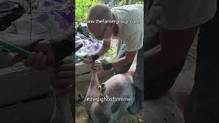 pig hoof trimming thepighooftrimmer petpig thepighooftrimmer animalrescue [upl. by Adiahs818]