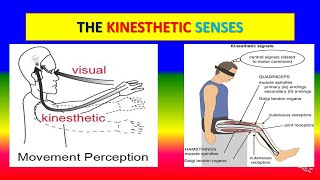 KINESTHETIC SENSES  Applied psychology for Nursing [upl. by Trellas]