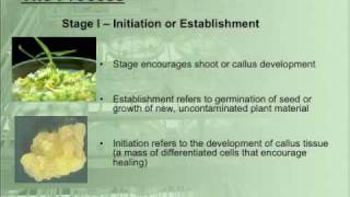 What is Micropropagation [upl. by Lenoyl358]