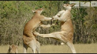 KANGAROO FIGHT [upl. by Ahsahs]