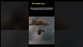 Abeja reina parati viralvideo abejas curiosidades [upl. by Gine]