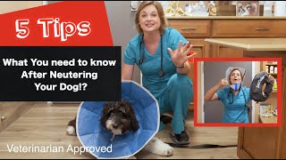 Caring for your dog after Neutering them  5 Tips  Veterinarian approved [upl. by Kean582]