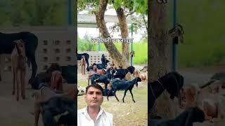 goatfarmajmer farmer bakri sojatgoatfarm sojatgoats farming goatfarmrajasthan goat sirohigoat [upl. by Bakemeier]