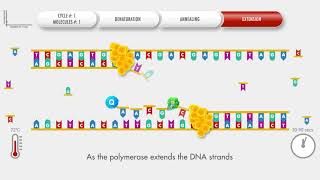 Animated PCR Real Time qPCR procedure [upl. by Nylcsoj836]