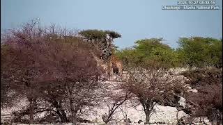 Angolan Giraffes  giraffa camelopardalis angolensis  browsing at Okaukuejo Waterhole [upl. by Prochoras849]