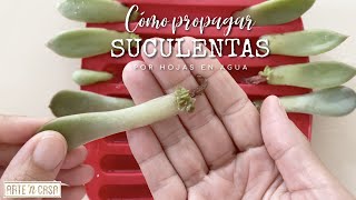 Cómo propagar suculentas por hojas en agua  varios métodos paso a paso [upl. by Anomahs127]