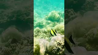 Following Moorish Idol Fish [upl. by Leif]