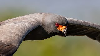 Nikon D850 Meets Bald Eagles Snail Kites Limpkins and more In Sunny South Florida [upl. by Schouten]