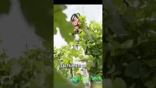 Revolutionizing Grape Leaf Trimmer Boost Vineyard Efficiency [upl. by Norton]