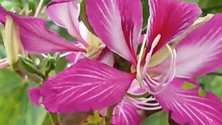 Bauhinia trees in bloom [upl. by Rusticus]