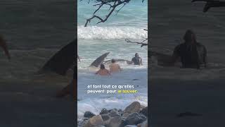 Une énorme créature marine sauvée de la plage [upl. by Eiaj]