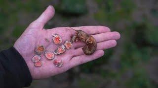 Extremely Satisfying Removing Parasites From Shrimp [upl. by Eeb100]