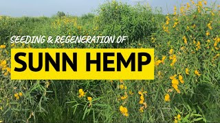 Seeding amp regeneration of Sunn Hemp [upl. by Eeniffar]