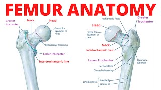 Femur Anatomy [upl. by Callan911]