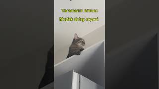 instagram cat tiktok kitten twitter funny video otomatik kedi tuvaleti catit smartsift [upl. by Nacim]