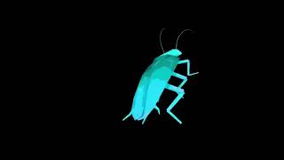 Rainbow cockroach dances to Daft Punk Around the World 10 hours [upl. by Analrahc]